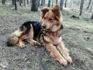 HELA młoda spokojna łagodna suczka szuka domu - 5