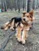 HELA młoda spokojna łagodna suczka szuka domu - 6