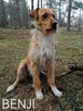 Psy szukają domów. Adopcje za darmo. - 8