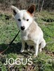 Psy ze schroniska polecają się do adopcji. Adopcje za darmo - 7