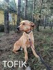 Psy szukają domów. Adopcje za darmo. - 7