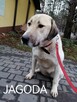 Psy do adopcji. Małe, duże, młode. Dużo piesków do adopcji z - 11