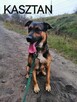 Psy do adopcji. Małe, duże, młode. Dużo piesków do adopcji z - 6