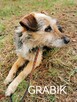 Psy ze schroniska polecają się do adopcji. Adopcje za darmo - 6
