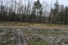 Działki 10a pod zabudowę pod lasem- Widełka - 8