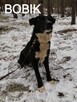 Psy do adopcji. Małe, duże, młode. Dużo piesków do adopcji z - 12