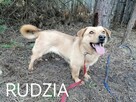 Psy szukają domów. Adopcje za darmo. - 2