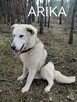 Psy szukają domów. Adopcje za darmo. - 10