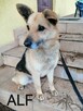 Psy szukają domów. Adopcje za darmo. - 6
