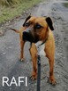 Psy szukają domów. Adopcje za darmo. - 15