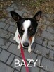 Psy szukają domów. Adopcje za darmo. - 11