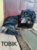 Psy szukają domów. Adopcje za darmo. - 3