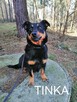 Psy szukają domów. Adopcje za darmo. - 5