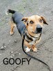 Psy ze schroniska polecają się do adopcji. Adopcje za darmo - 5