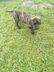Boerboel szczeniak - 13