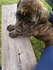 Boerboel szczeniak - 8
