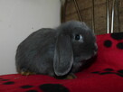 Niebieskie króliki mini lop - 5