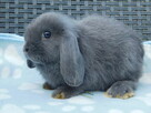 Niebieskie króliki mini lop - 6