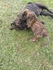 Boerboel szczeniak - 11