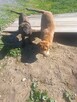 Boerboel szczeniak - 2