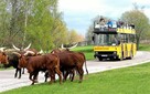 ZOO SAFARI - Wyjazd z Nowego Sącza! - 2