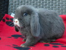 Niebieskie króliki mini lop - 10