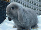 Niebieskie króliki mini lop - 4