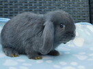 Niebieskie króliki mini lop - 7