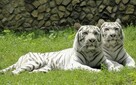 WĘGRY DLA RODZIN - BASENY I ZOO - Wyjazd z Nowego Sącza! - 3