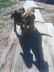 Boerboel szczeniak - 5
