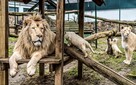 WĘGRY DLA RODZIN - BASENY I ZOO - Wyjazd z Nowego Sącza! - 4