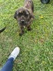 Boerboel szczeniak - 12