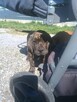Boerboel szczeniak - 3
