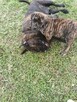 Boerboel szczeniak - 10