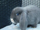 Niebieskie króliki mini lop - 12