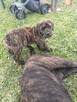 Boerboel szczeniak - 9