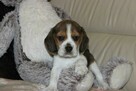 Beagle - szczeniaczki ZKwP - 2