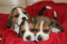 Beagle - szczeniaczki ZKwP - 4