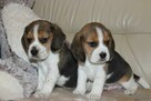 Beagle - szczeniaczki ZKwP - 6