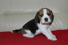 Beagle - szczeniaczki ZKwP - 3