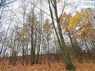 Działka Chęciny Lelusin - 9