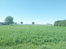 Działka budowlana Witaszyce gm. Jarocin, Zakrzewska - 2