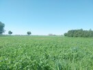 Działka budowlana Witaszyce gm. Jarocin, Zakrzewska - 14