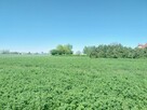 Działka budowlana Witaszyce gm. Jarocin, Zakrzewska - 15