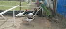 Jaja lęgowe pawia/pawi - 1