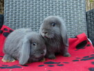 Niebieskie króliki mini lop - 2