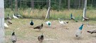 Jaja lęgowe pawia/pawi - 2