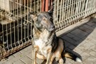 Lara - psi anioł do pokochania! - 5