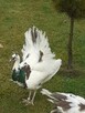 Jaja lęgowe pawia/pawi - 3