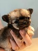 Prześliczna Puszysta Maleńka Chihuahua - 4